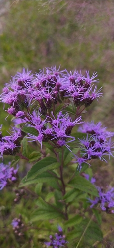 Chromolaena pulchella, photograph 3