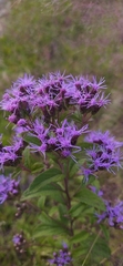 Chromolaena pulchella, photograph (c) Ángela Patricia Rojas Cortés, some rights reserved (CC BY-SA)