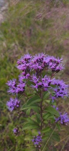 Chromolaena pulchella, photograph 4