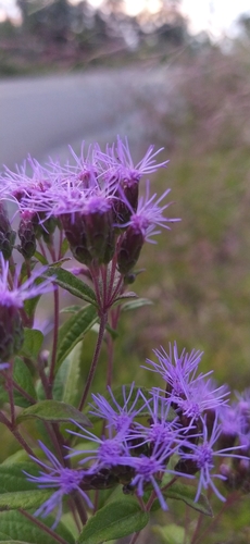 Chromolaena pulchella, photograph 5