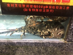 Panulirus ornatus
