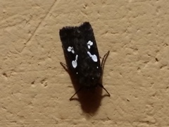 Calymniodes