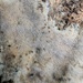 Porotheleum fimbriatum