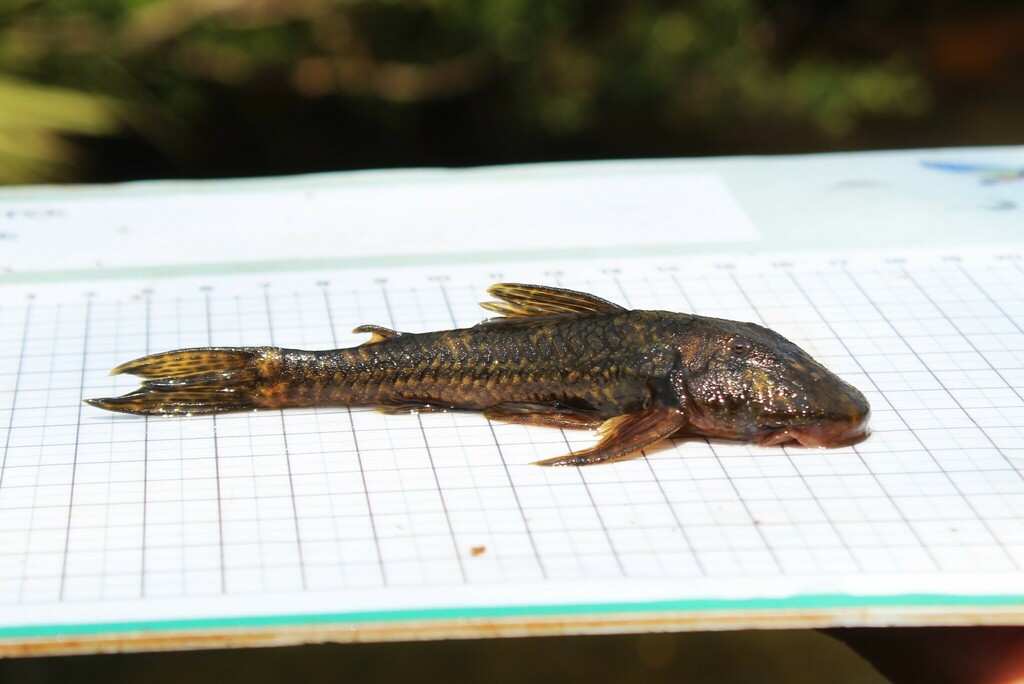 Neoplecostomus yapo