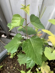 Betula