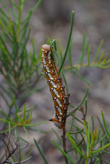 Psalidostetha banksiae