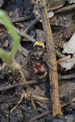 Dasymutilla formosa
