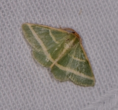 Mixocera latilineata