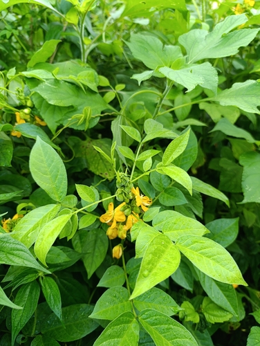 hairy senna
