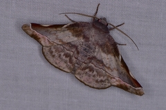 Oenochroma turneri