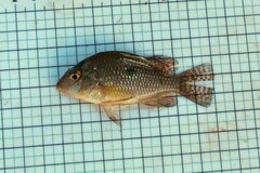 Iporanga Cichlid photo 4
