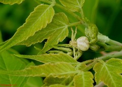 Mecaphesa carletonica