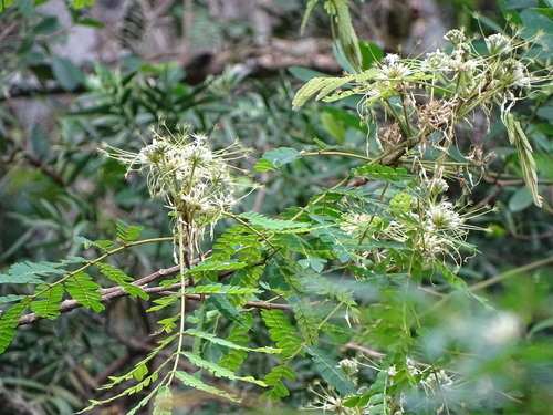 Image of Albizia adianthifolia by (c) Shaun Swanepoel, some rights reserved (CC BY)