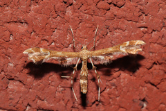 Geina periscelidactylus