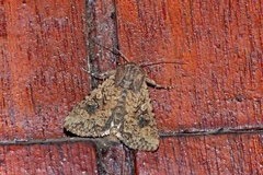 Spodoptera cilium