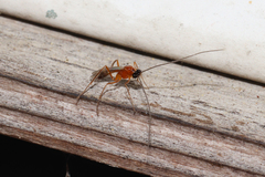 Macrocentrinae