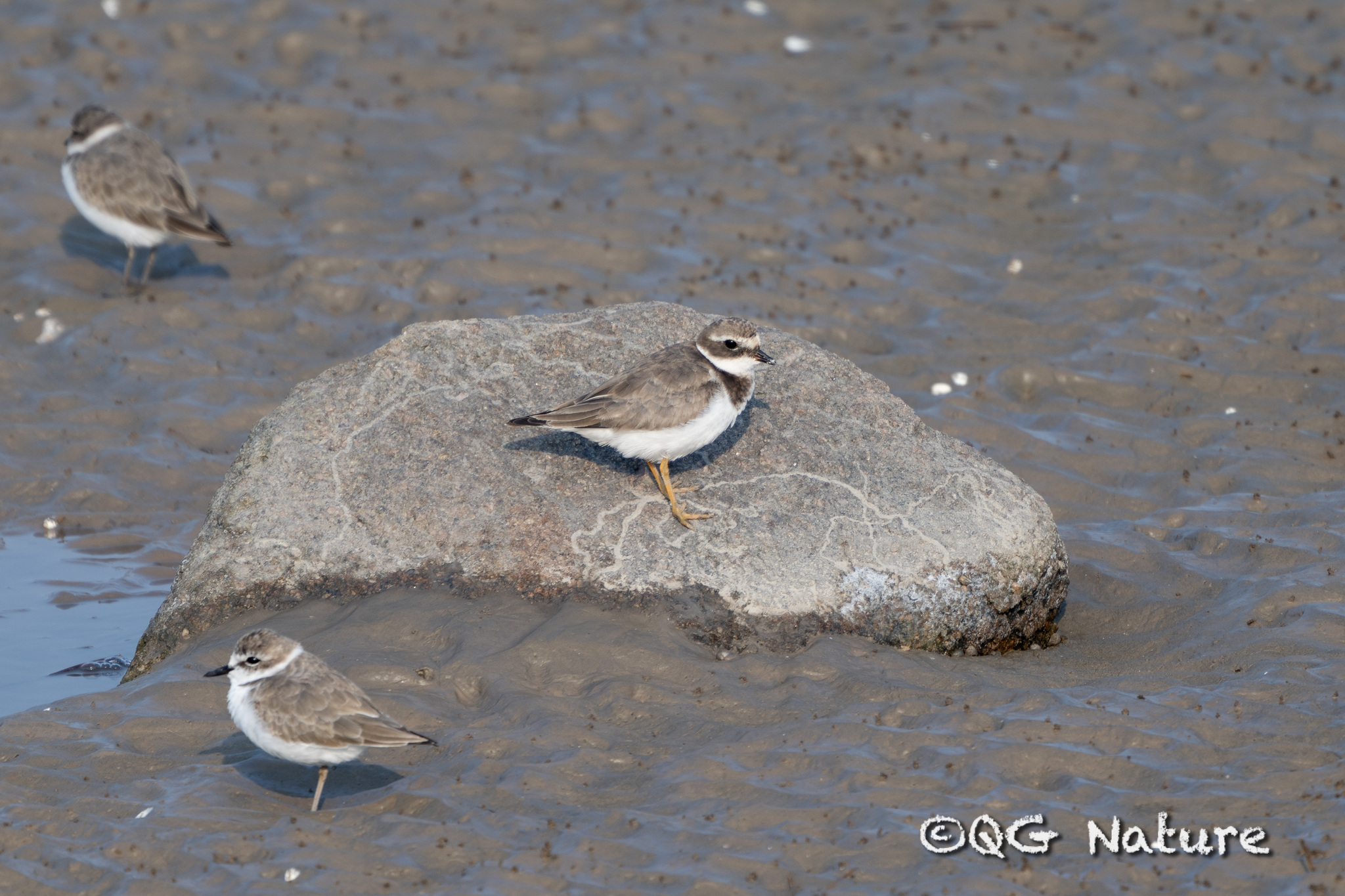 Common Ringed Plover