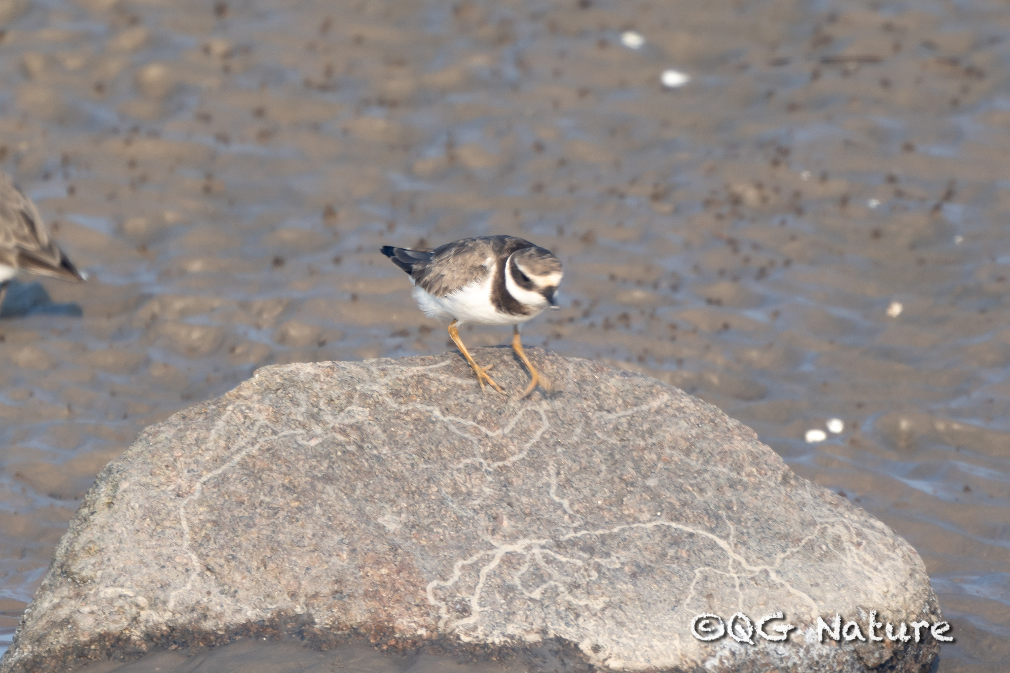 Common Ringed Plover