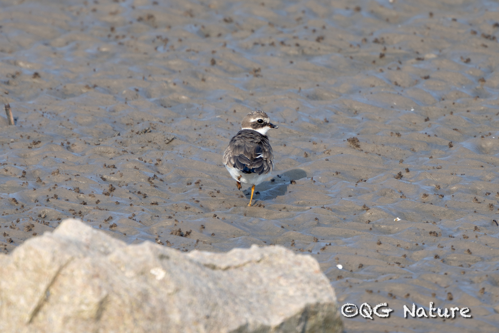 Common Ringed Plover