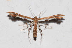 Geina periscelidactylus