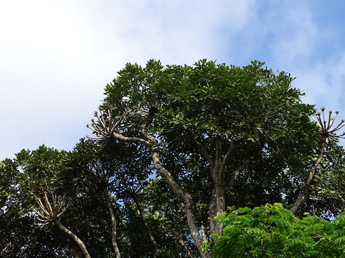Image of Cussonia sphaerocephala by (c) Shaun Swanepoel, some rights reserved (CC BY)