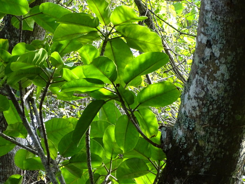 Image of Ficus lutea by (c) Shaun Swanepoel, some rights reserved (CC BY)
