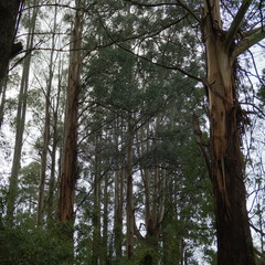 Eucalyptus regnans