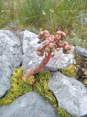 Sempervivum tectorum