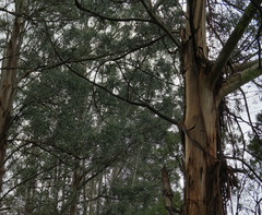 Eucalyptus regnans