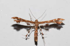 Geina periscelidactylus