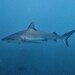 Grey Reef Shark - Photo (c) J. Martin Crossley, some rights reserved (CC BY-NC-ND), uploaded by J. Martin Crossley