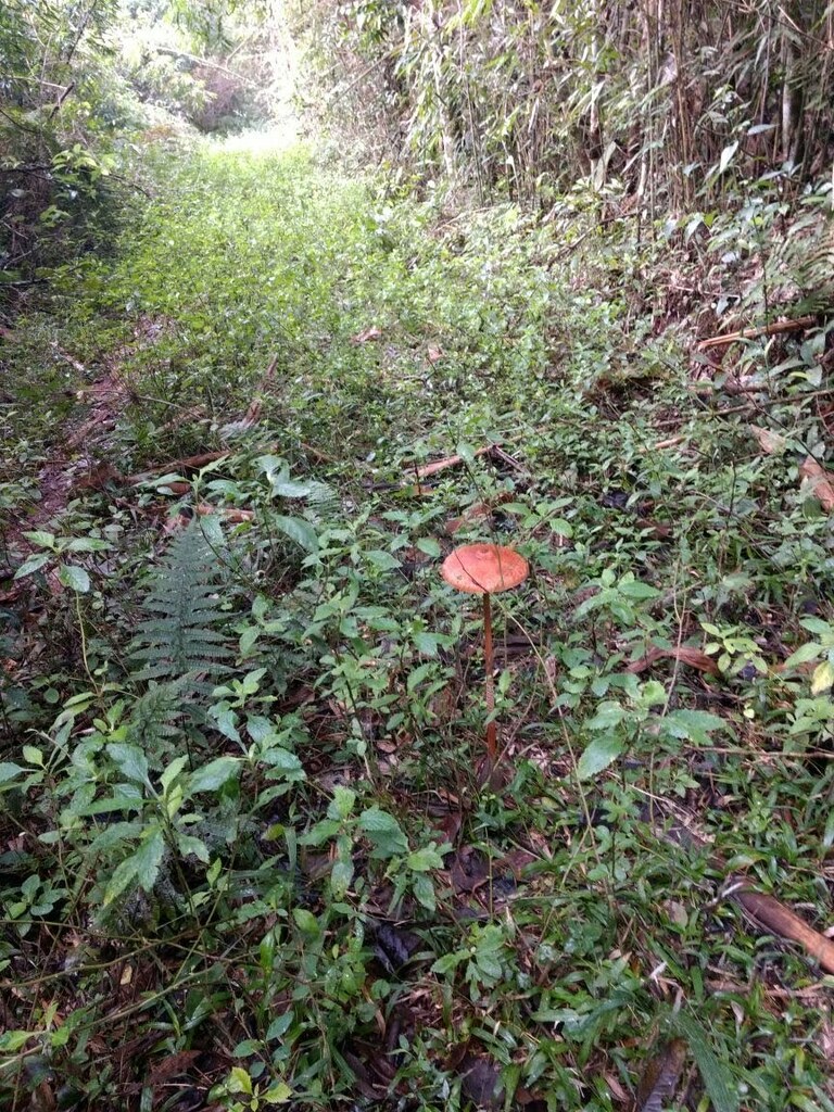 Macrolepiota capelariae · July 2018 · photo: © victoriaboaglio (iNaturalist, cc-by)