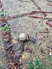 Cepaea nemoralis