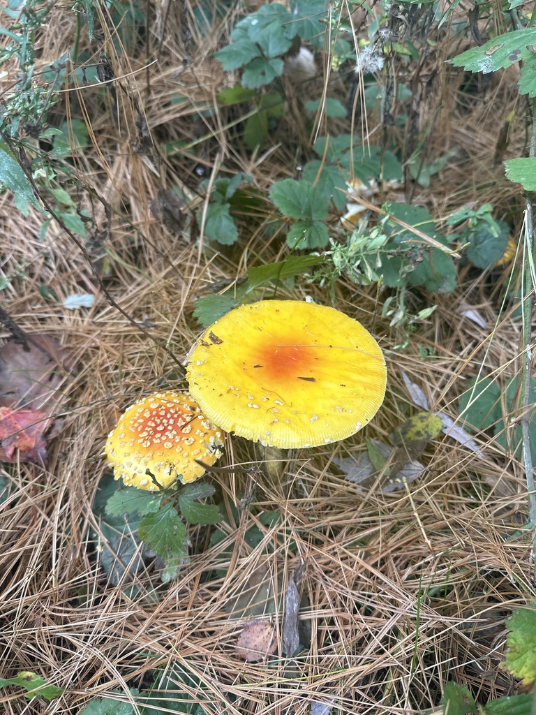 Amanita muscaria<br>15 October, 2024
