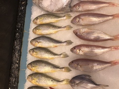 Larimichthys