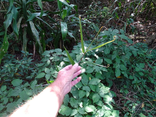 Image of Flagellaria guineensis by (c) Shaun Swanepoel, some rights reserved (CC BY)