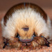 African Woolly Chafers - Photo (c) liuye, some rights reserved (CC BY-NC)