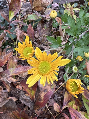 Florist's Chrysanthemum