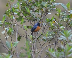 Conirostrum sitticolor