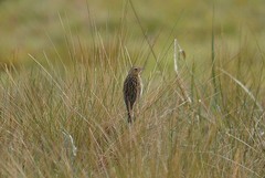 Anthus bogotensis