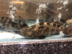 Epinephelus coioides