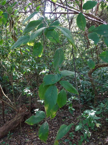 Turraea floribunda, photograph 5
