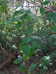 Turraea floribunda, photograph (c) Shaun Swanepoel, some rights reserved (CC BY)