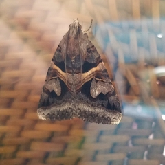 Drasteria grandirena