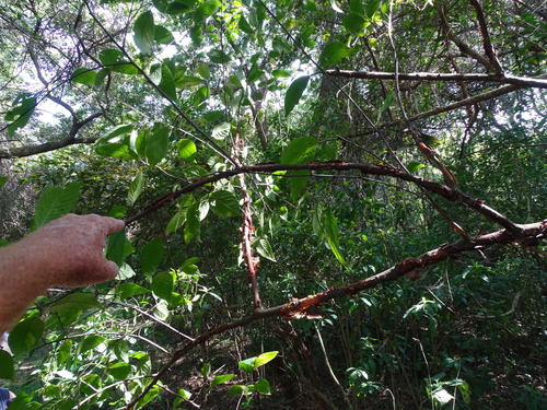 Turraea floribunda, photograph 6