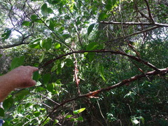 Turraea floribunda, photograph (c) Shaun Swanepoel, some rights reserved (CC BY)