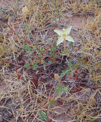 Calylophus