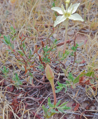 Calylophus