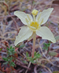 Calylophus