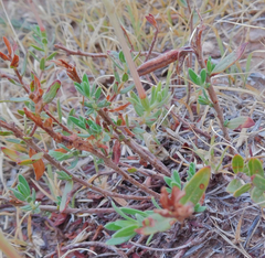 Calylophus